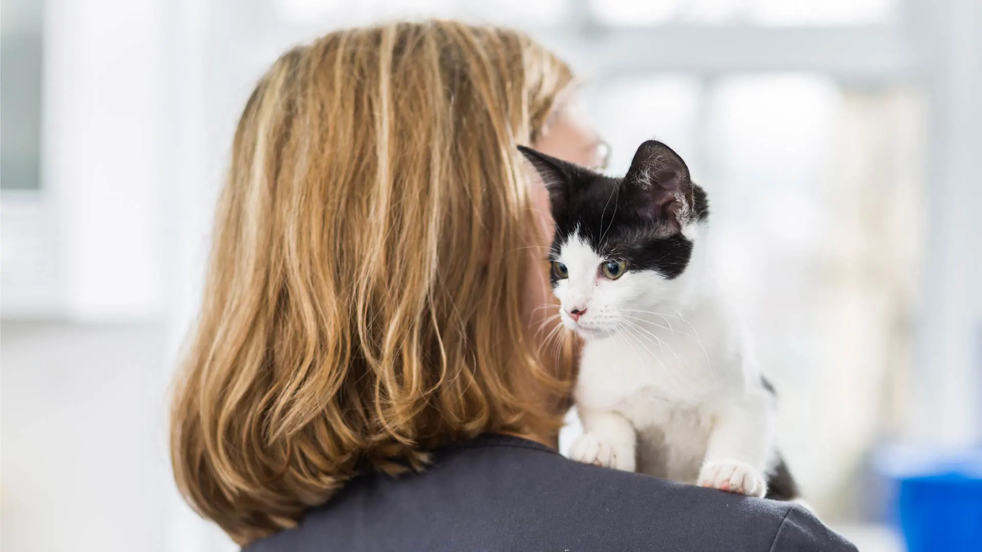 Chat porté par un vétérinaire dans une clinique Cat Friendly 7vet7