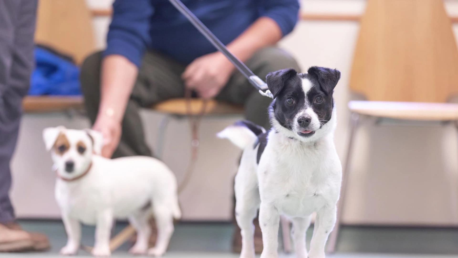 Deux chiens en consultation à la clinique vétérinaire 7vet7